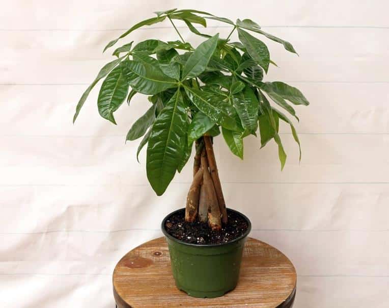 Tree Pachira Aquatica Good Luck tree Bonsai in 6-inch growers pot