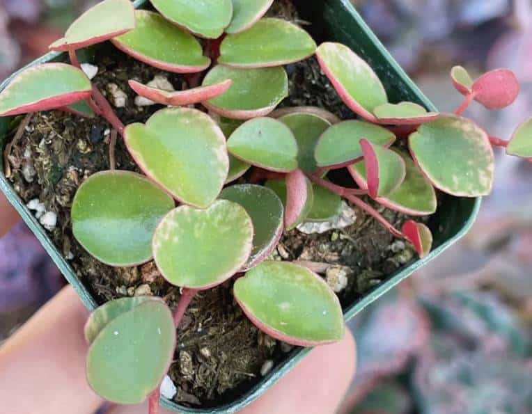 Variegated Peperomia Ruby Cascade