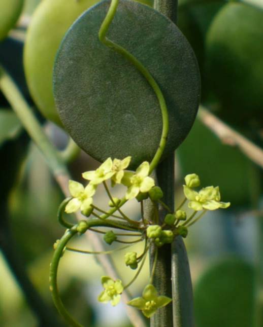 Xerosicyos danguyi or Silver dollar vine flowers