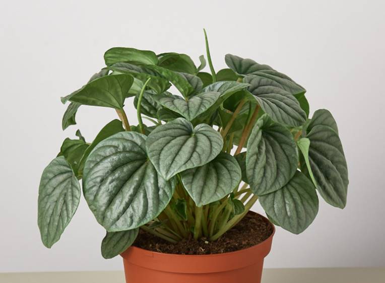  compact, mounding habit, peperomia frost plant 