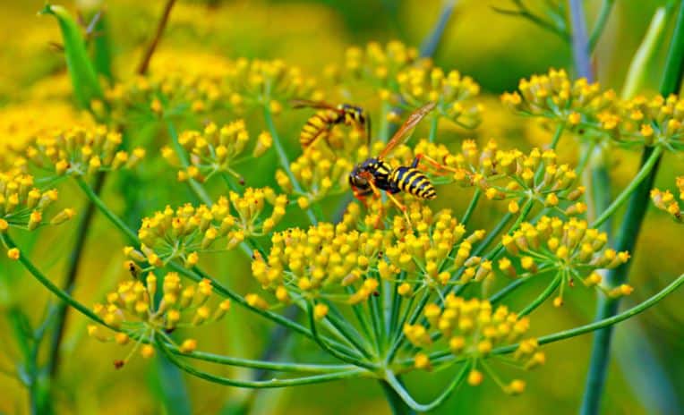 fennel flower