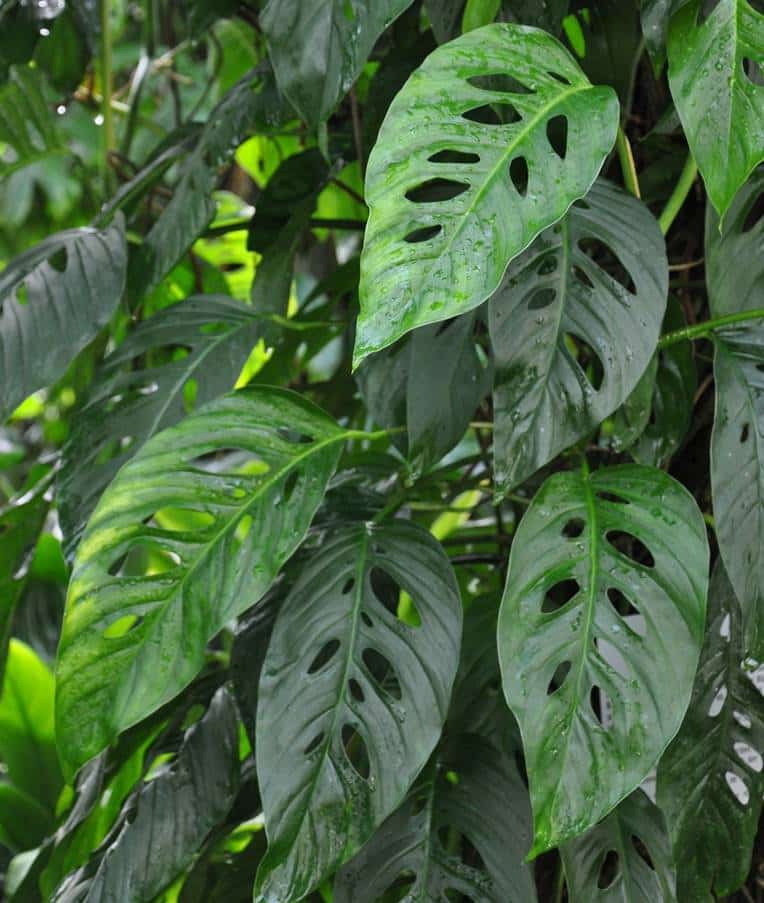 Adult or Mature Monstera lechleriana