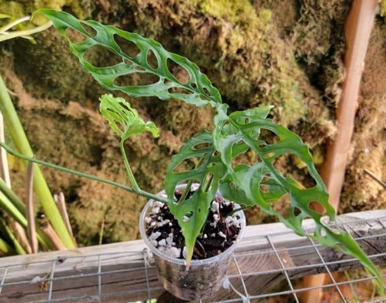 Authentic Monstera obliqua Care Plus Monstera obliqua Peru