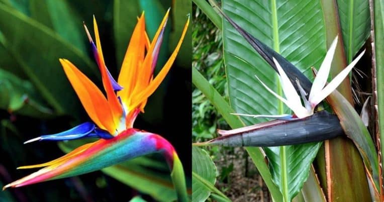 Bird of paradise Strelitzia reginae left and Strelitzia nicolai (white bird of paradise)