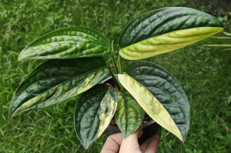 HALF MOON Monstera Karstenianum Peru Variegated,