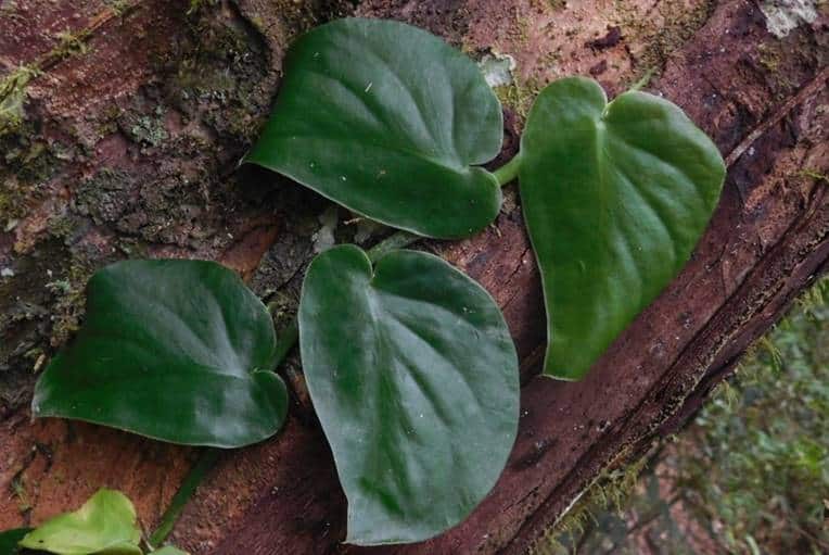 Juvenile Monstera acuminata plant shingling