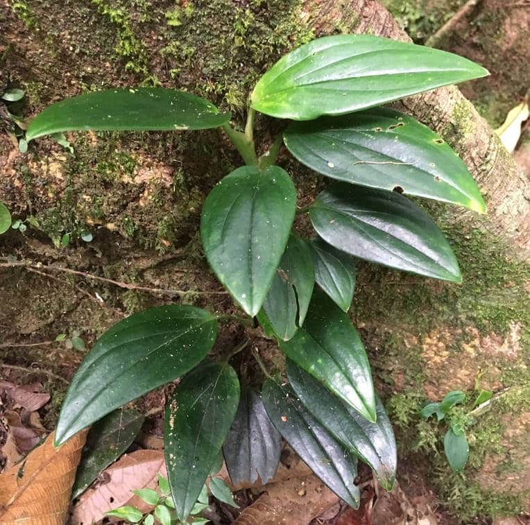 Juvenile Monstera standleyana