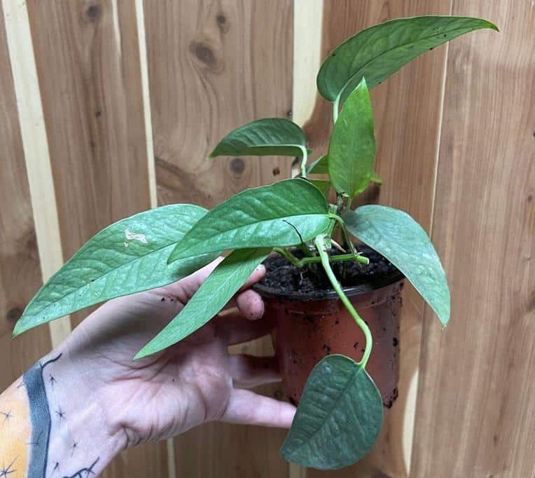 Large Cebu Blue Pothos Epipremnum