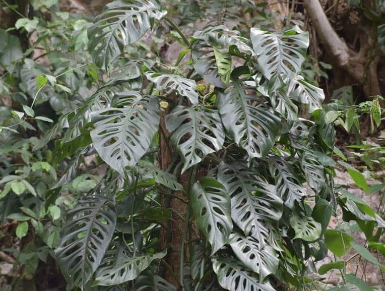 Mature Monstera acuminata leaves in the wild