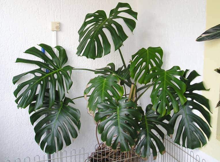 Mature Monstera deliciosa: Larger leaves, thick vines, short internodes and a sprawling plant