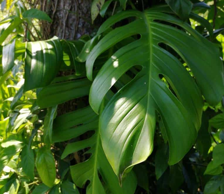 Mature Monstera dissecta leaves