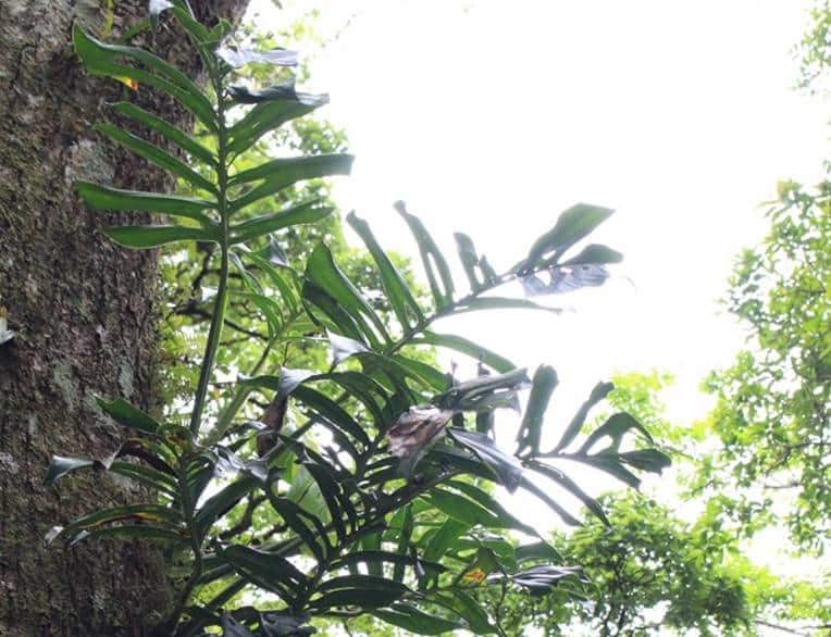 Mature Monstera epipremnoides leaves