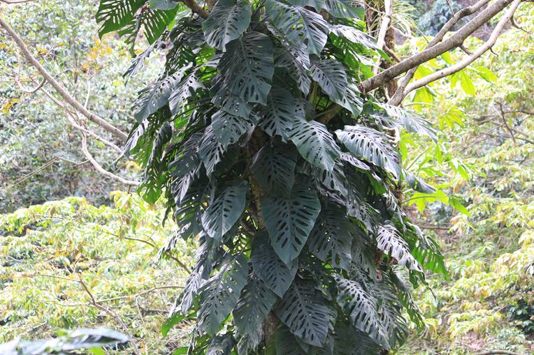 Mature Monstera siltepecana fenestrated leaves