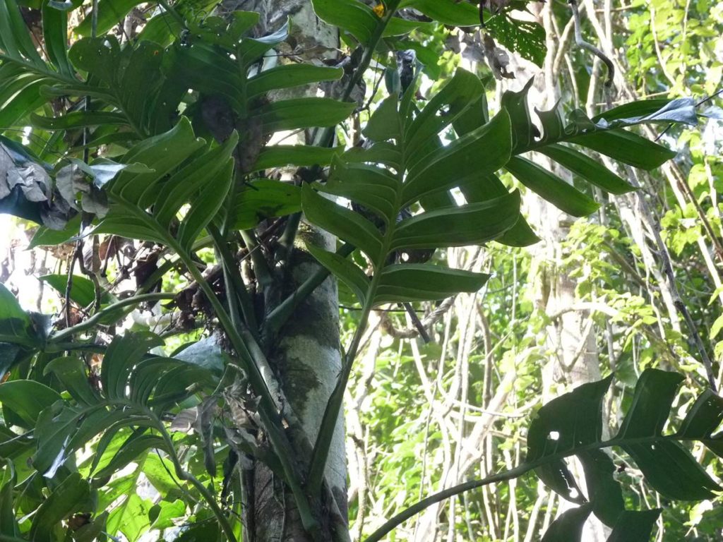 Mature Monstera spruceana leaves