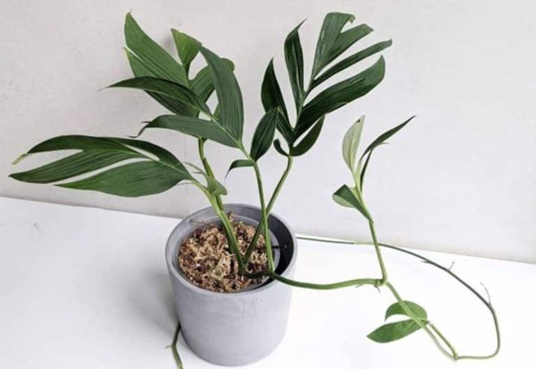 Mature Monstera spruceana plant