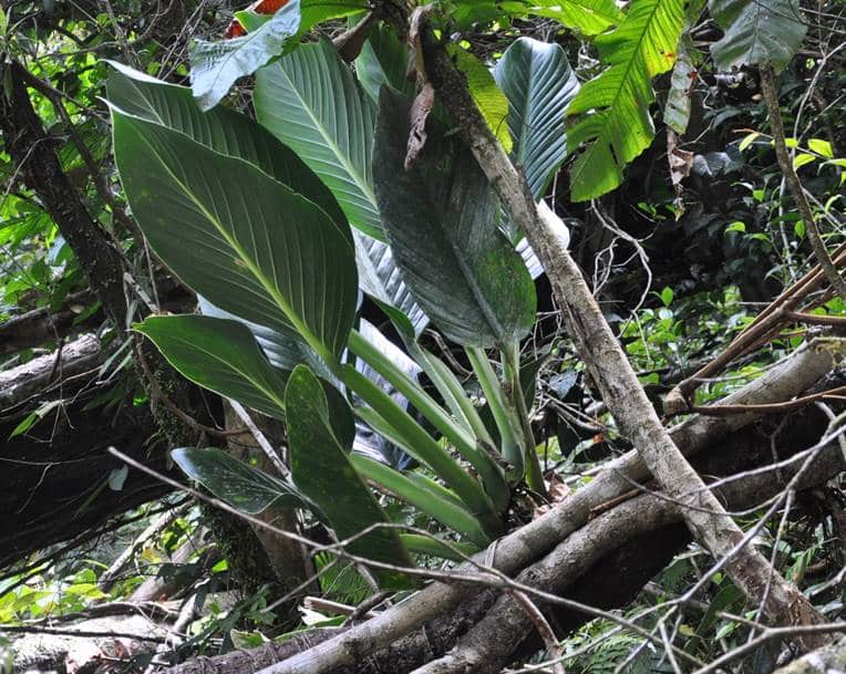 Mature Monstera standleyana