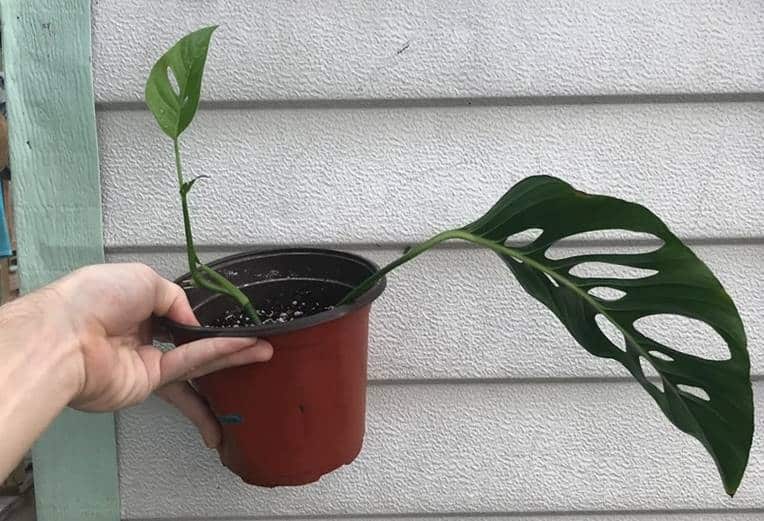 Monstera Adansonii Laniata Care | ecampus.egerton.ac.ke