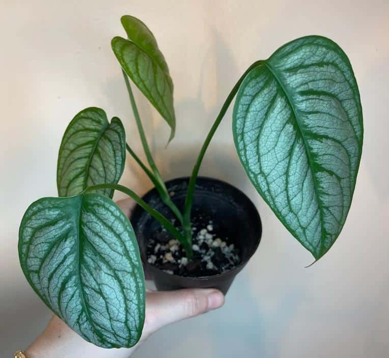 Monstera Siltepecana El Salvador