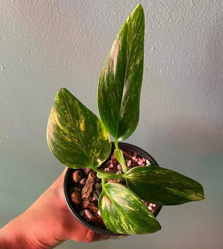 Monstera Standleyana Aeura (yellow)