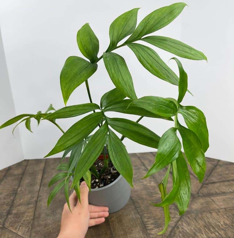 Monstera Subpinnata