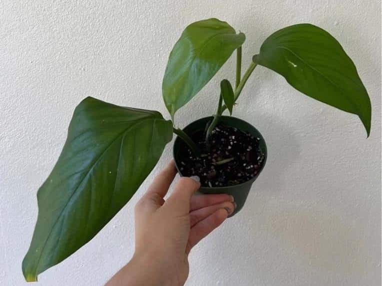 Monstera acacoyaguensis Care + Propagation