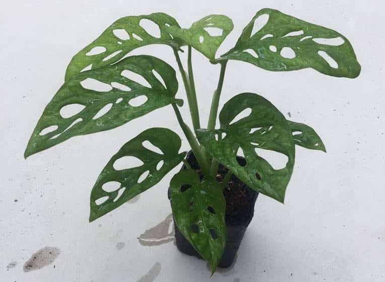 Monstera acuminata for sale