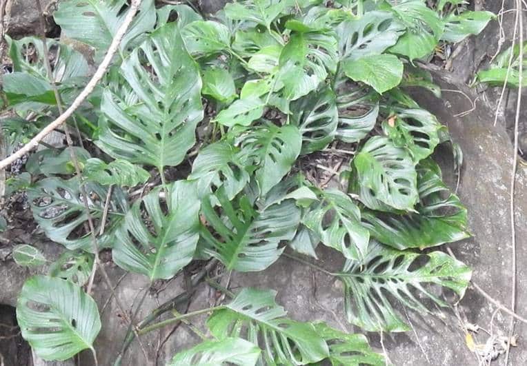 Mature Monstera Adansonii spp. laniata leaves 