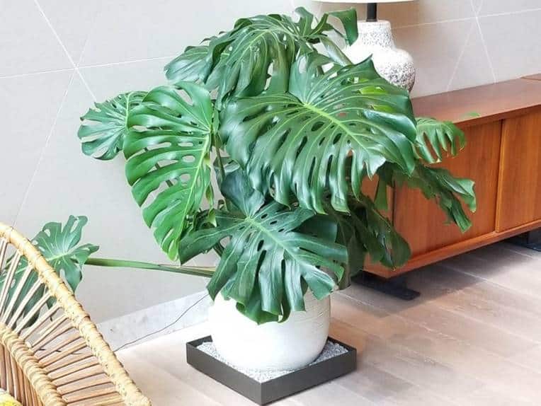 Monstera curling leaves - Monstera deliciosa