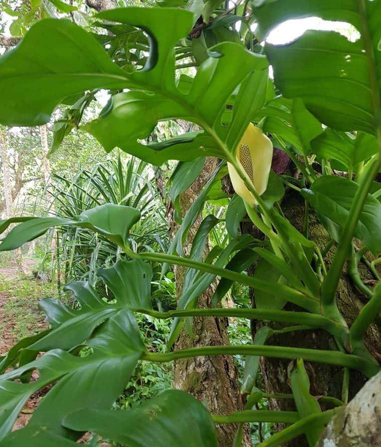 Monstera dissecta clustered leaves and flower