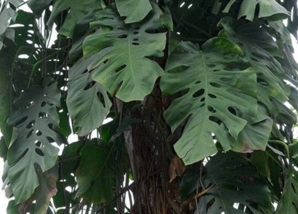 Monstera dubia adult leaves - fenestrated and perforated