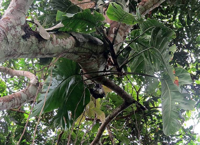 Monstera dubia adult leaves