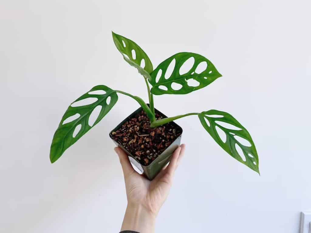 Monstera epipremnoides Care and Propagation