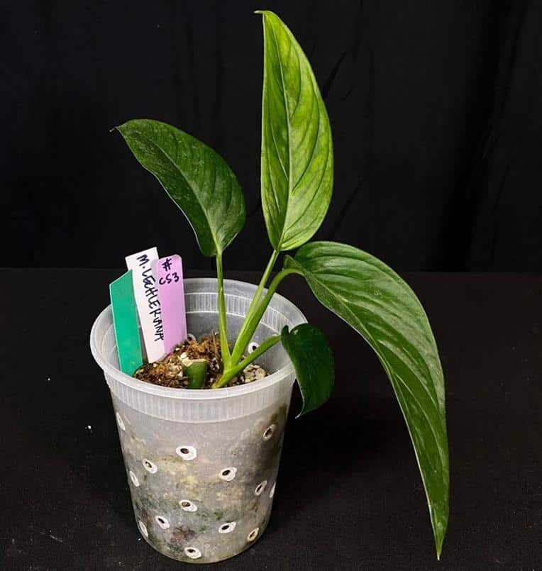 Monstera lechleriana Care Propagation