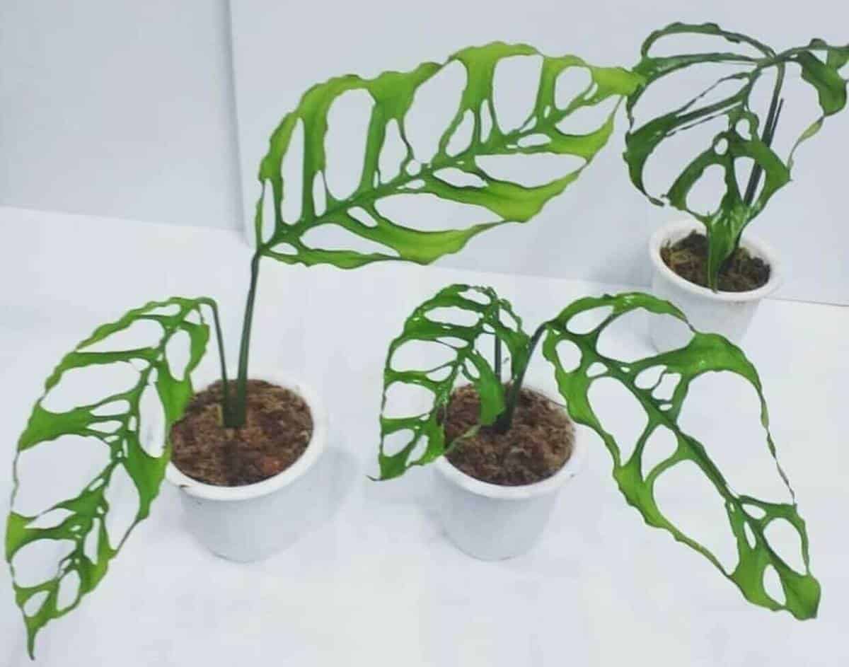 Monstera Obliqua Care Plus Monstera Obliqua Peru Homes Pursuit