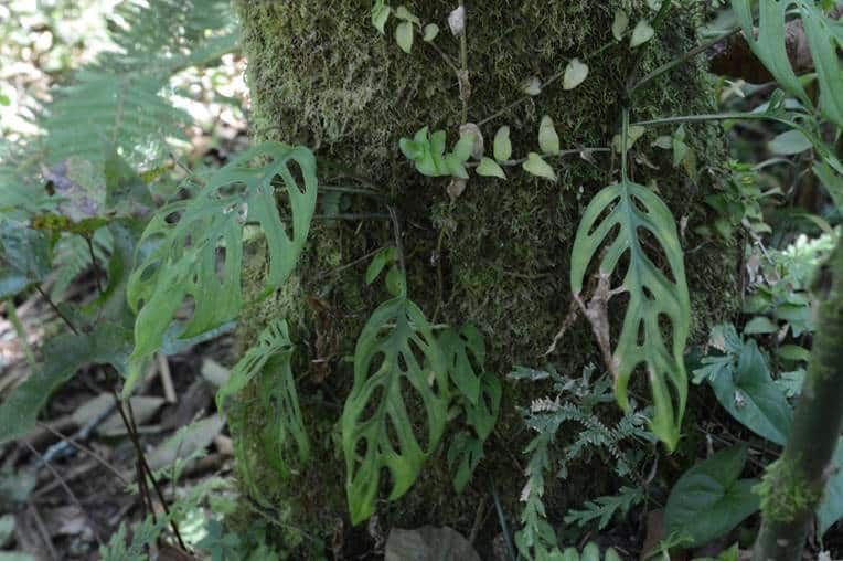 Monstera obliqua in the wild