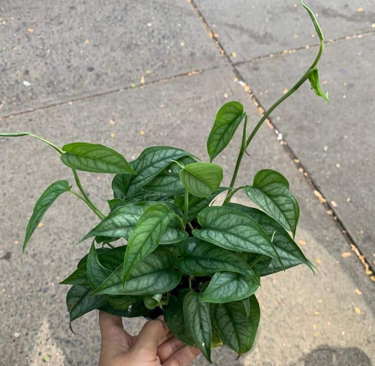 Monstera siltepecana Care, Propagation