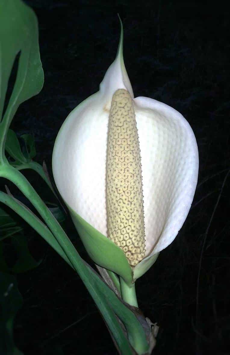 Monstera siltepecana flower