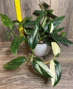 Monstera Standleyana Care + Aurea, Albo Variegata - Homes Pursuit