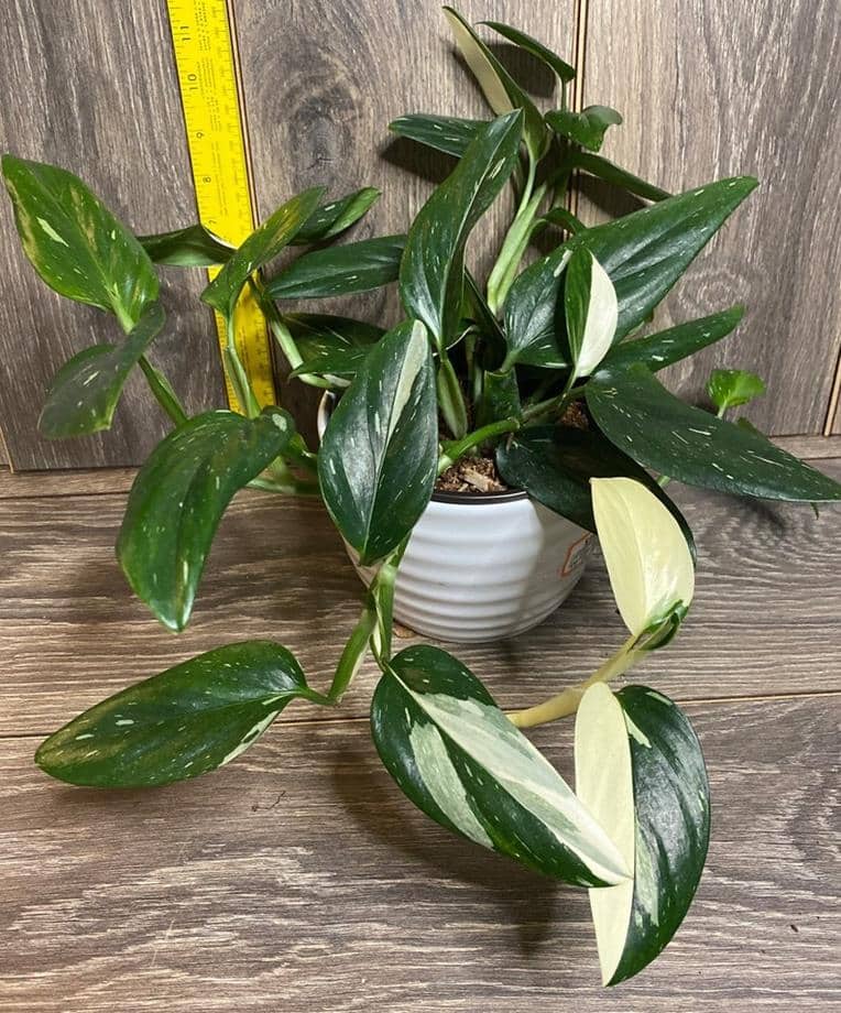 Monstera standleyana Albo variegata or white variegated