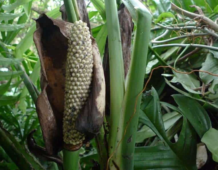 Monstera subpinnata fruit