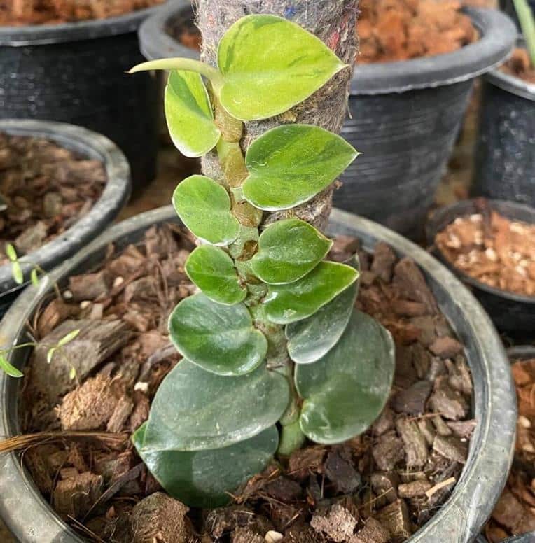 Rare Rhaphidophora hayi variegated