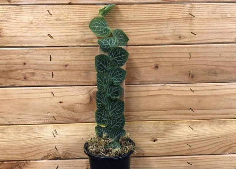 Rhaphidophora cryptantha Care Shingle Plant - Find it at Spokaneplantfarm
