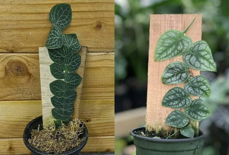 Rhaphidophora cryptantha vs monstera dubia