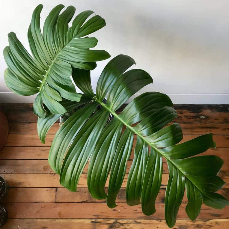 Creeping philodendron adult leaves