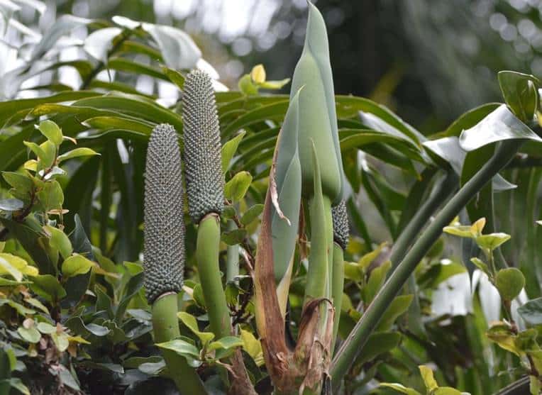 R. decursiva Fruits