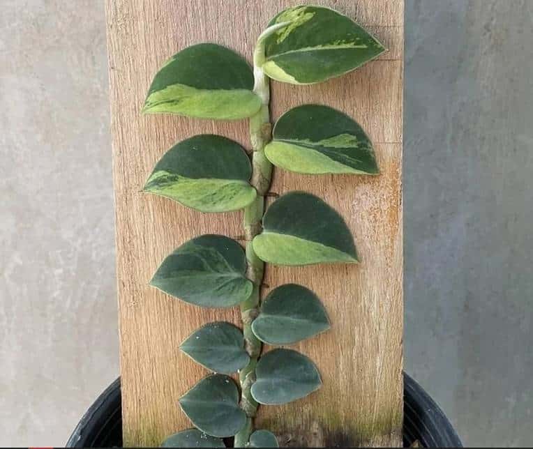 Rhaphidophora hayi variegated - mint