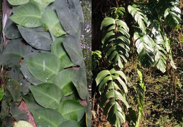 Rhaphidophora korthalsii Juvenile leaves left and adult leaves right