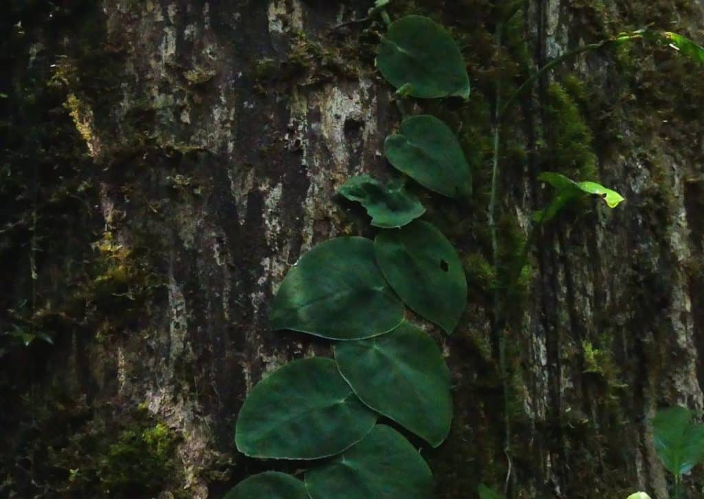 Shingling Juvenile Monstera Spruceana