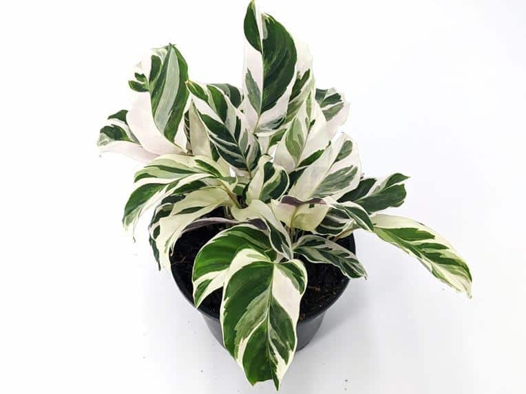 Calathea leaves curling reasons - Calathea white fusion