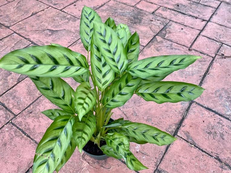 Calathea leaves turning yellow -Calathea Leopardina